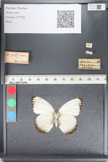 Media type: image;   Entomology 130517